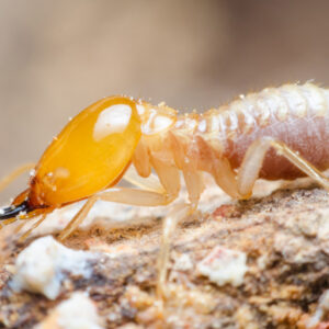 Termite Category
