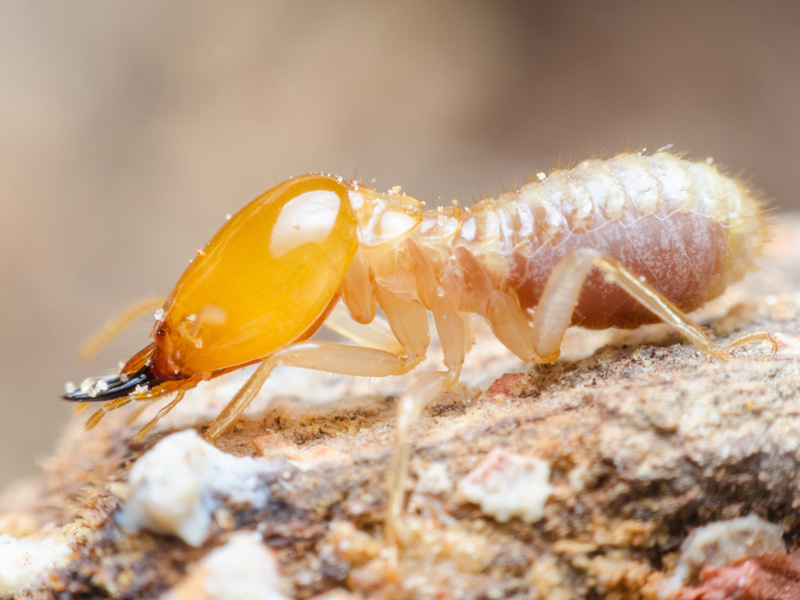 Termite Category